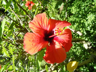 Fleur d'Hibiscus
