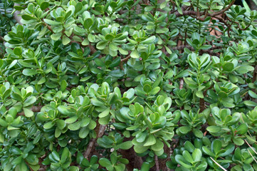 Pfennigbaum - Crassula ovata