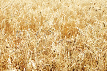 fully ripe wheat field