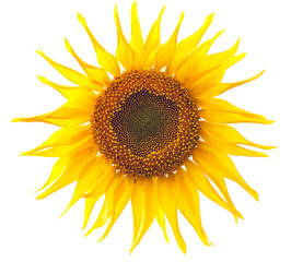 beautiful yellow sunflower isolated on white background