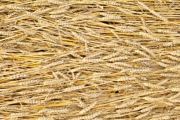 golden fully ripe wheat fields texture background in summer