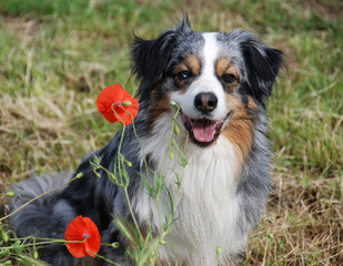 Smiling Australian Shepard