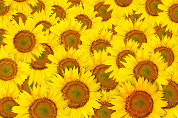 yellow beautiful Sunflower petals closeup