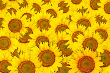 Fototapeta premium yellow beautiful Sunflower petals closeup