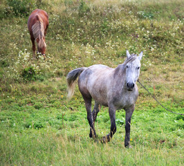 Horses in a meadow.