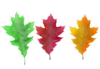Basic color leaves