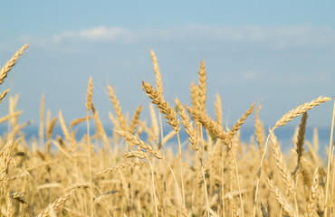 in a wheat field