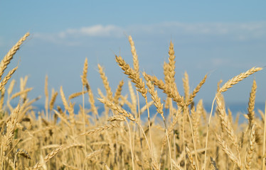 in a wheat field