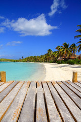 Fototapeta premium Contoy Island palm treesl caribbean beach Mexico
