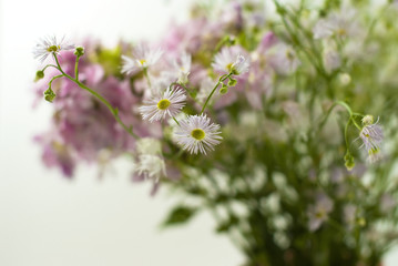 Bouquet of wild flowers on a white background