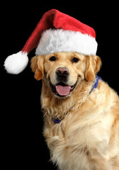 Hund mit Weihnachtsmütze 2
