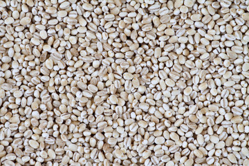 Barley