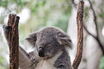 Koala having a rest