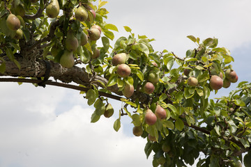 Pears Trained Over Arch