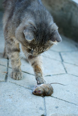 Cat and mouse