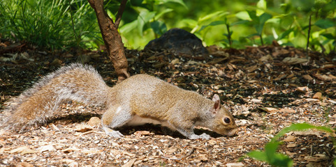 Squirrel Looking Through Pine Bark