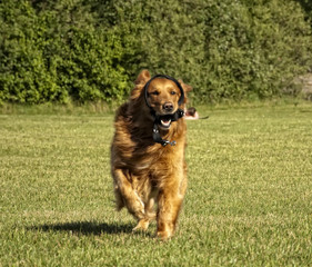 Golden Retriever dog face tongue park running line sport