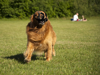 Golden Retriever dog face tongue park running line