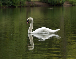 Swan