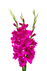 purple gladiolus isolated on white