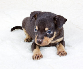 chihuahua puppy in studio