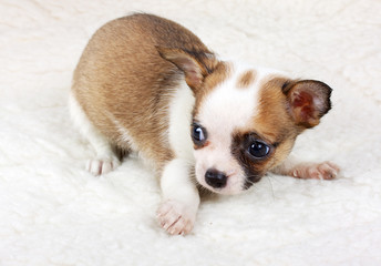 chihuahua puppy in studio