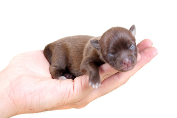 chihuahua puppy in studio