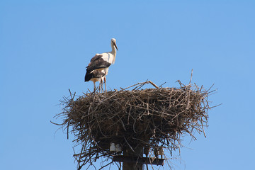 The pair of white storks in nest