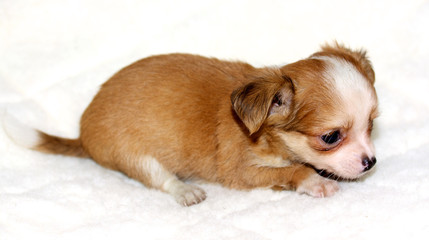 Chihuahua puppy