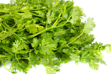 fresh coriander (cilantro) herb isolated on a white background