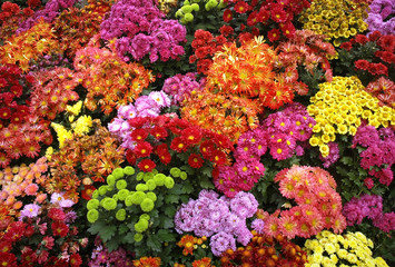 colorful chrysanthemum - obrazy, fototapety, plakaty