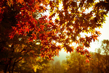 maple-autumn