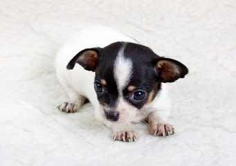 chihuahua puppy in studio
