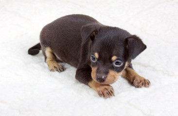 chihuahua puppy in studio