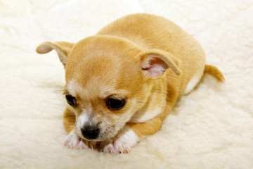 chihuahua puppy