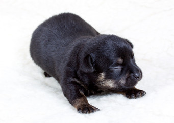 chihuahua puppy in studio