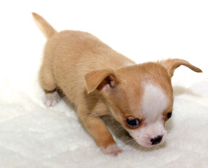 Chihuahua puppy