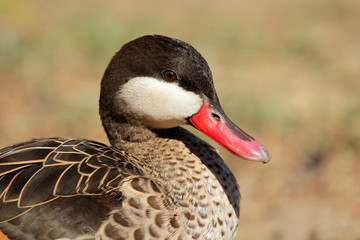 Red-billed teal
