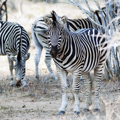 Zebra South africa