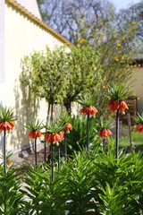 Kaiserkronen, Fritillaria imperialis