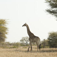 Giraffe in kruger park South Africa
