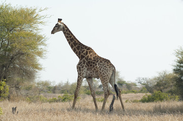 Giraffe in kruger park South Africa