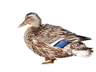 Mallard isolated on white background,  Anas platyrhynchos