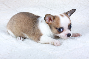 chihuahua puppy in studio