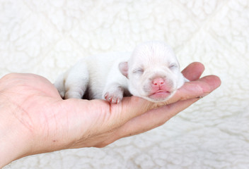 chihuahua puppy in studio