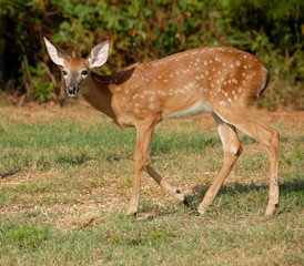 fawn deer in the wild rural georgia usa