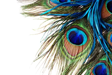 Acrylic prints Peacock Peacock Feather
