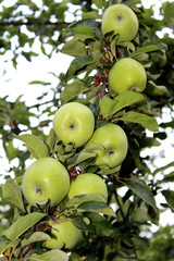 Green Apples on Tree