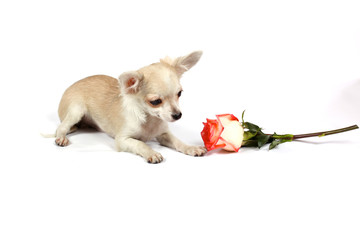 chihuahua puppy in studio
