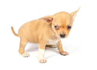 chihuahua puppy in studio